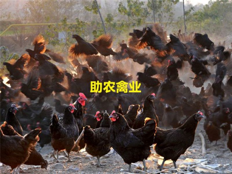 黑土鸡苗