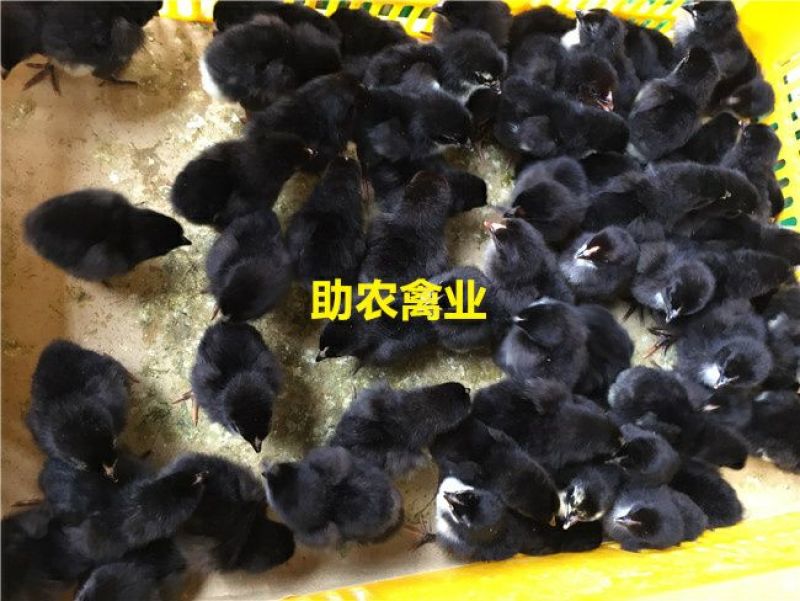 黑土鸡苗
