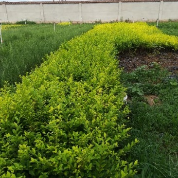各种草花苗子大菊花上市
