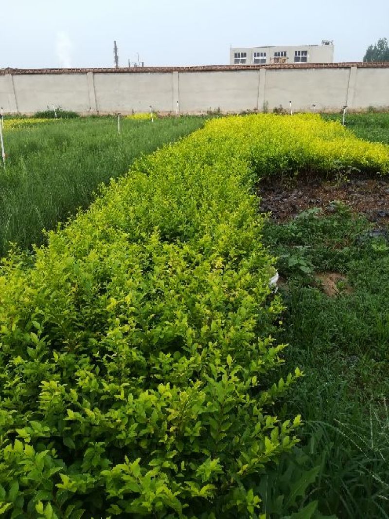 各种草花苗子大菊花上市