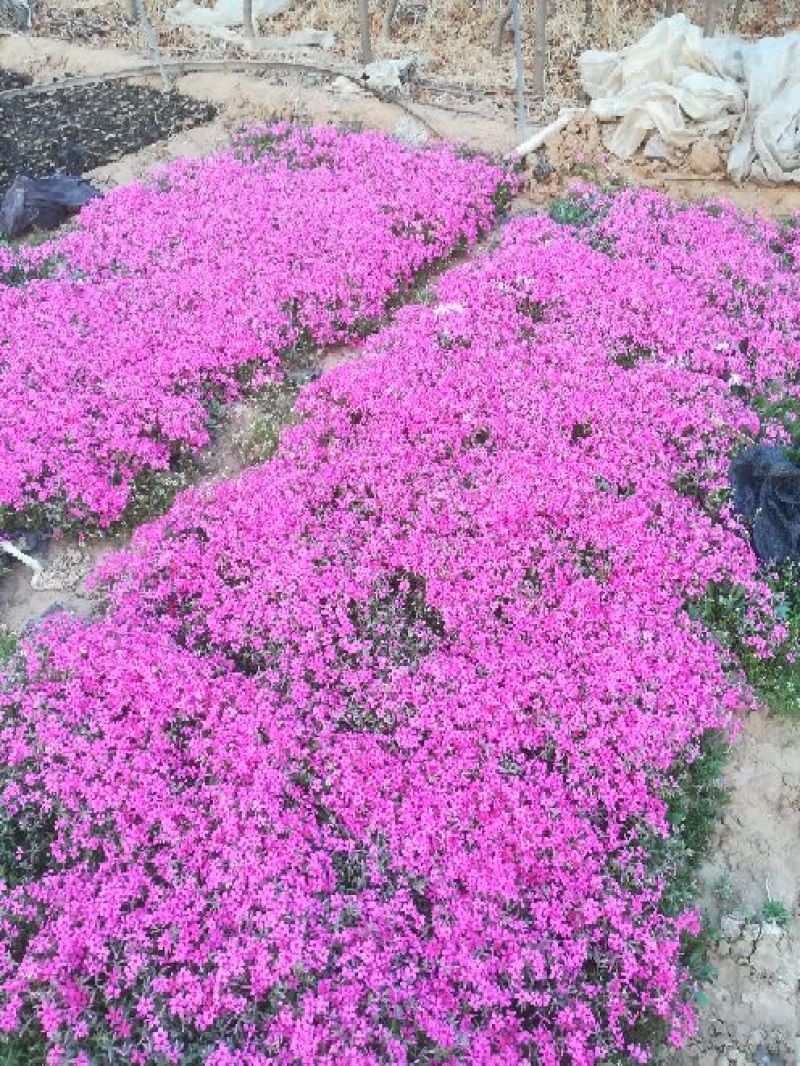各种草花苗子大菊花上市