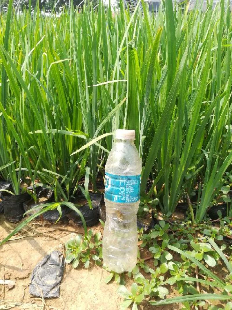 各种草花苗子大菊花上市