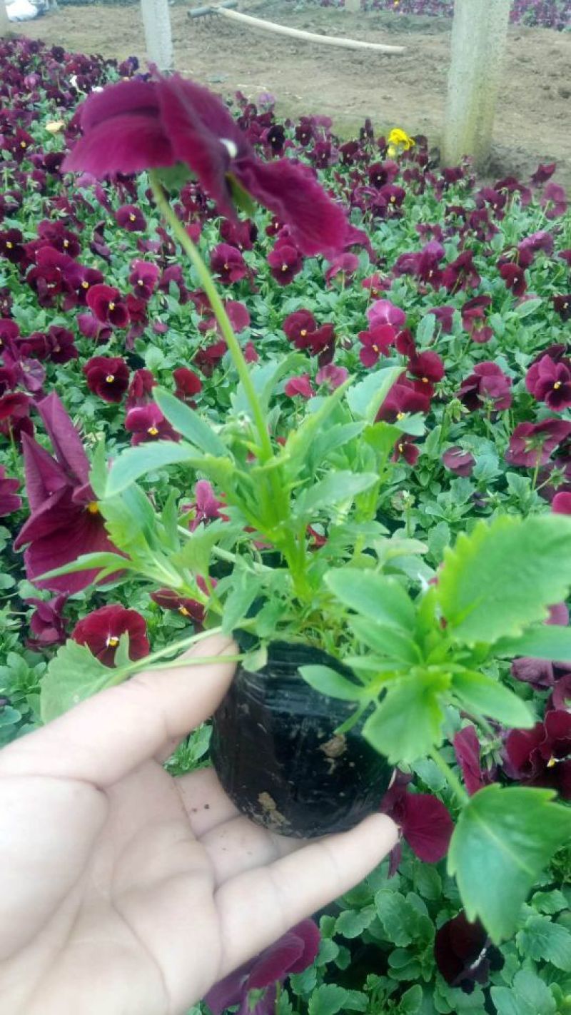 各种草花苗子大菊花上市