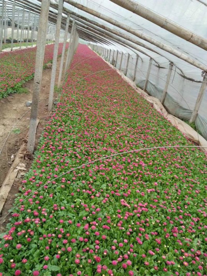各种草花苗子大菊花上市