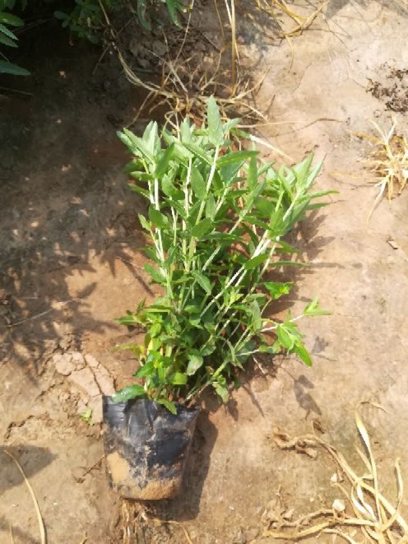 各种草花苗子大菊花上市