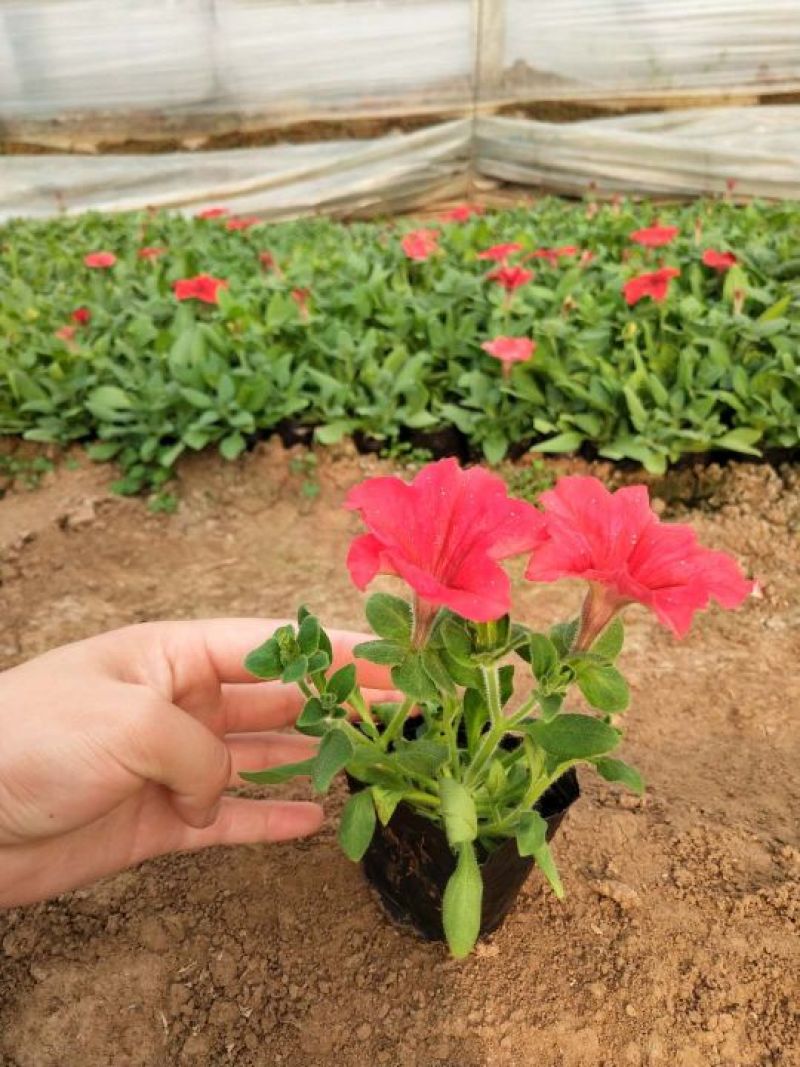 各种草花苗子大菊花上市
