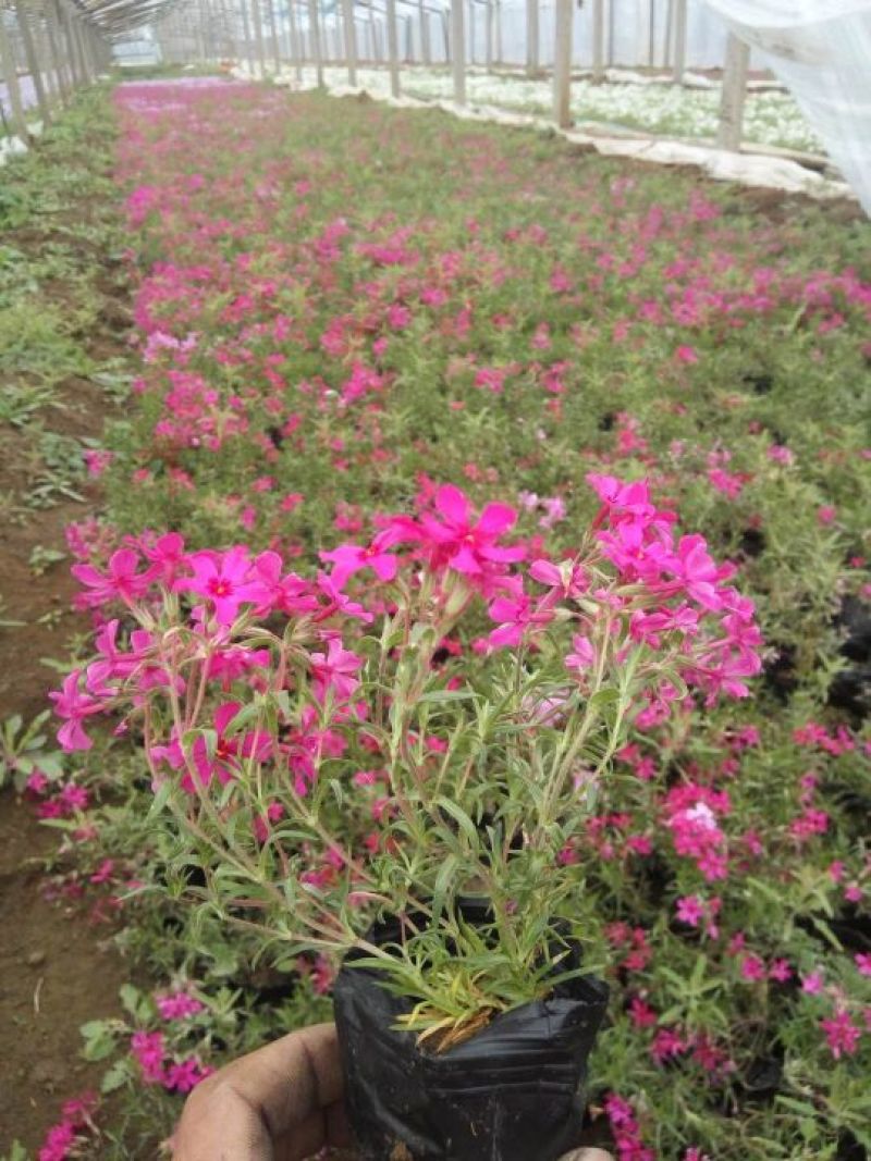 各种草花苗子大菊花上市