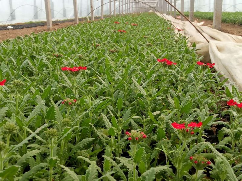 各种草花苗子大菊花上市