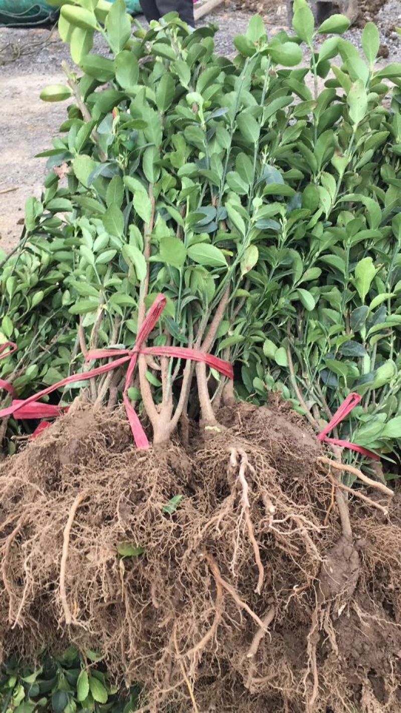 各种草花苗子大菊花上市