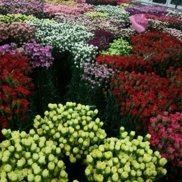 [cp]喜欢鲜花的可以进来看看哦，各类鲜