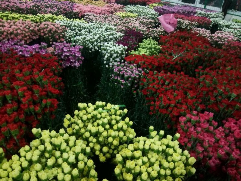 [cp]喜欢鲜花的可以进来看看哦，各类鲜