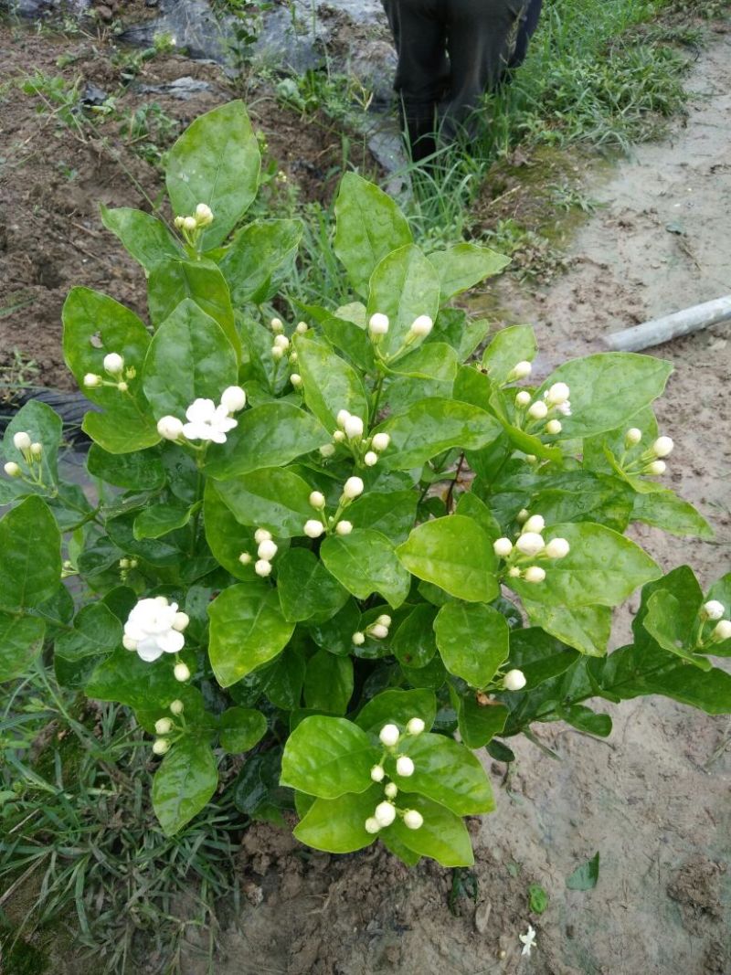 茉莉花枝子花和黄桷兰大量有货年供应盆栽和工程苗都有货。