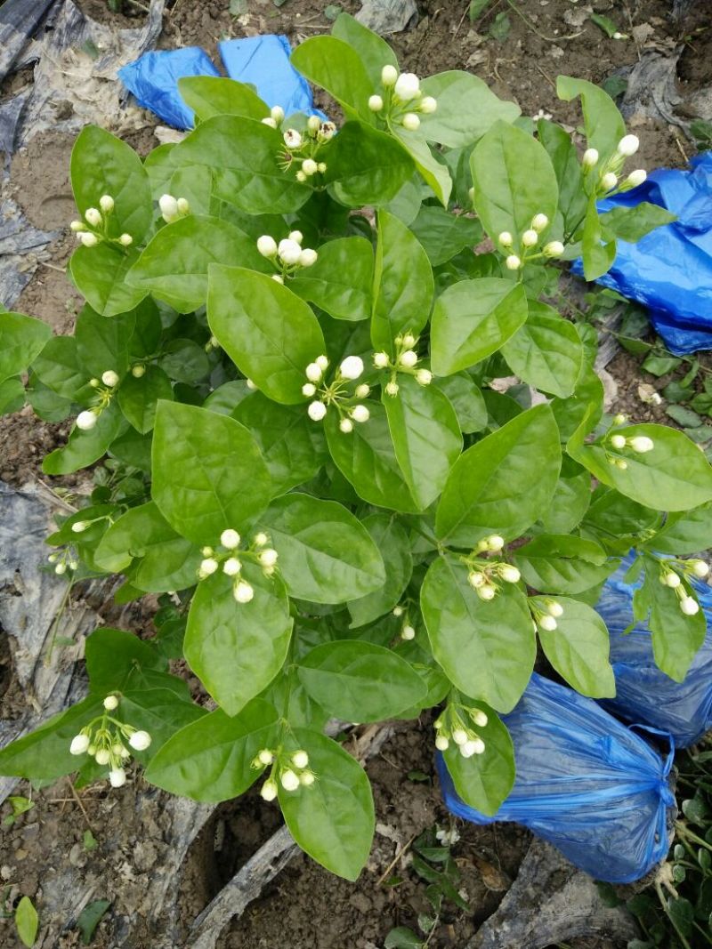 茉莉花枝子花和黄桷兰大量有货年供应盆栽和工程苗都有货。