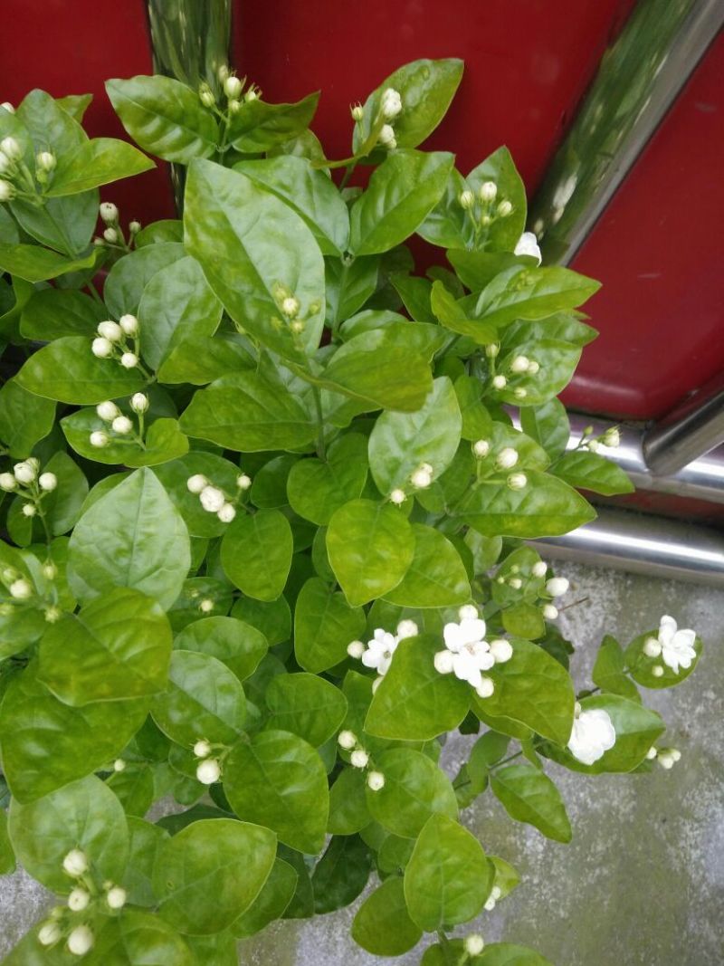 茉莉花枝子花和黄桷兰大量有货年供应盆栽和工程苗都有货。