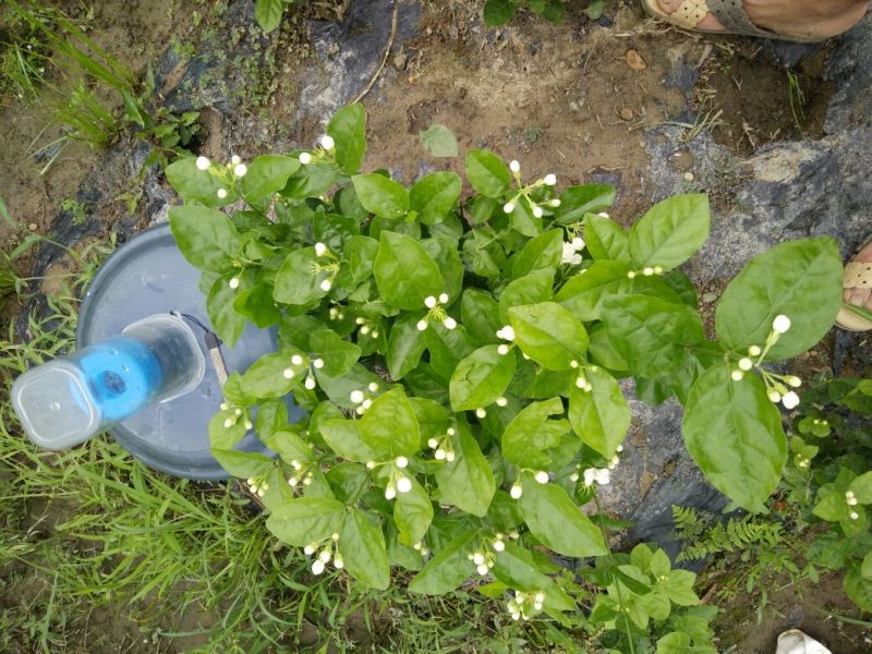 茉莉花枝子花和黄桷兰大量有货年供应盆栽和工程苗都有货。