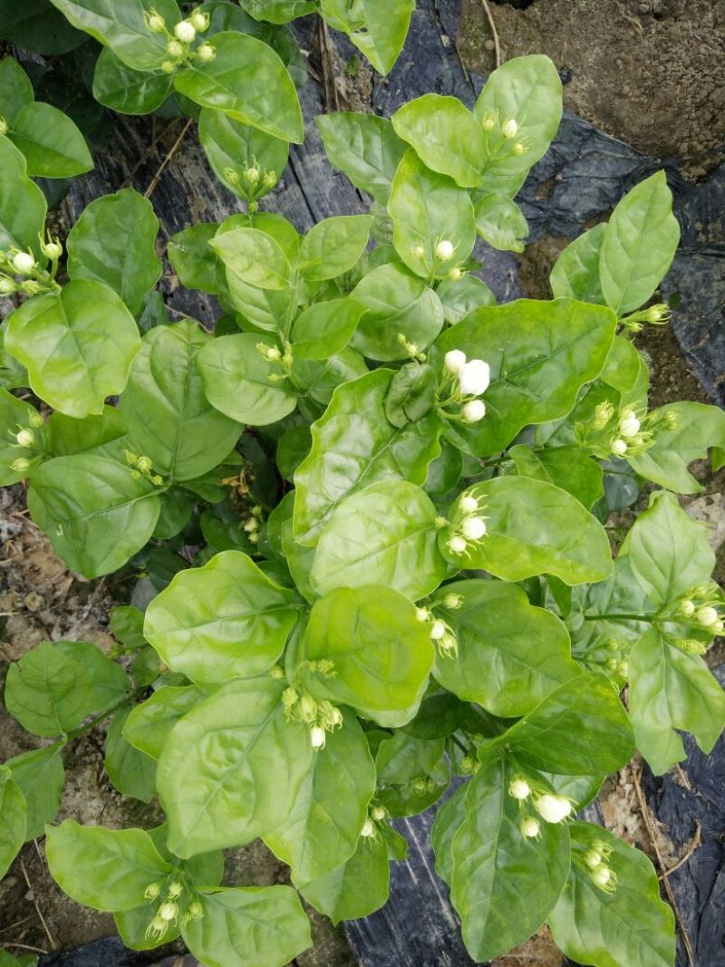 茉莉花枝子花和黄桷兰大量有货年供应盆栽和工程苗都有货。