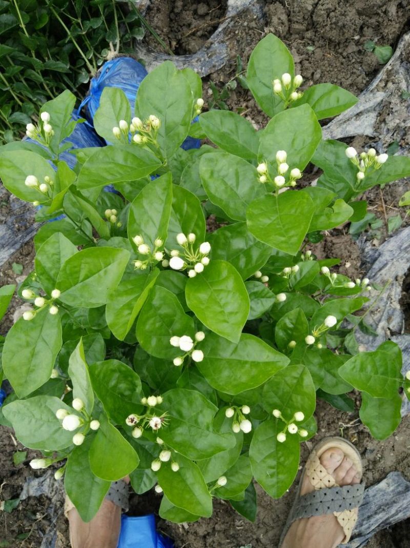 茉莉花枝子花和黄桷兰大量有货年供应盆栽和工程苗都有货。