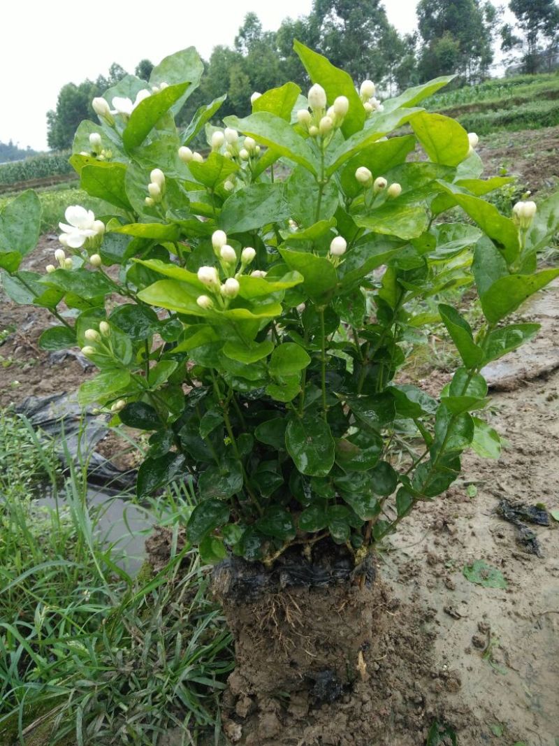 茉莉花枝子花和黄桷兰大量有货年供应盆栽和工程苗都有货。