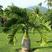 酒瓶椰子苗酒瓶椰庭院四季常青观叶观型棕榈科植物