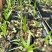 酒瓶椰子苗酒瓶椰庭院四季常青观叶观型棕榈科植物