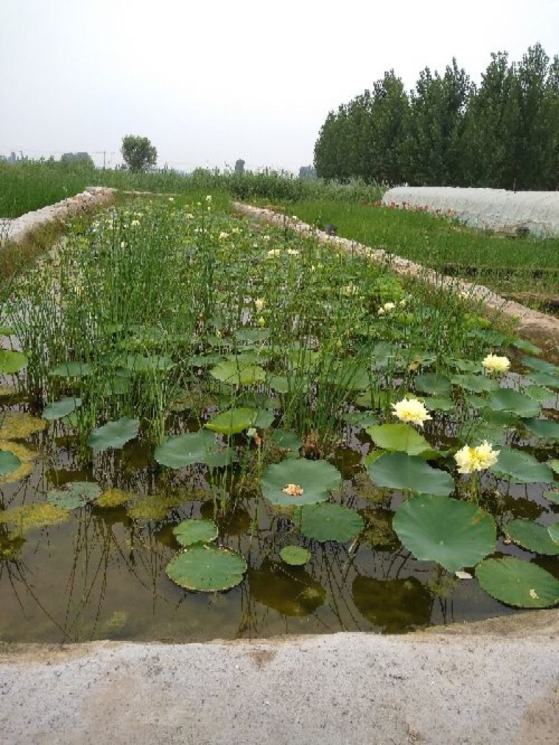 荷花苗基地大量出售各种水生植物，保证质量发货及时！