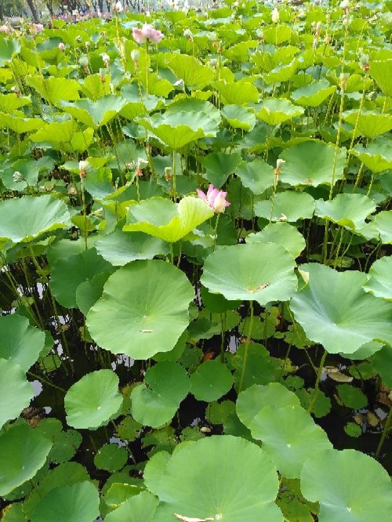 荷花苗基地大量出售各种水生植物，保证质量发货及时！