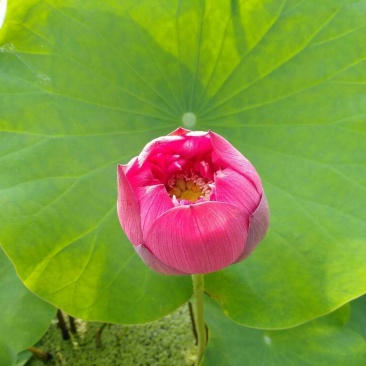 盆栽荷花