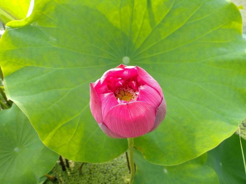 盆栽荷花