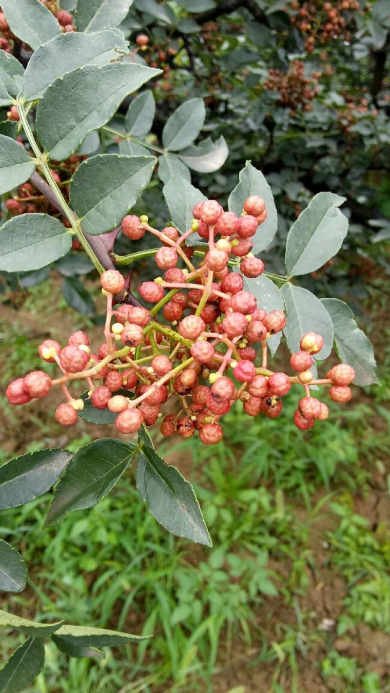 陕西大红袍鲜花椒精品特级大红袍，颜色鲜艳，无蚜虫