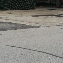 本基地供应大棚黑皮冬瓜、丝瓜、毛豆！