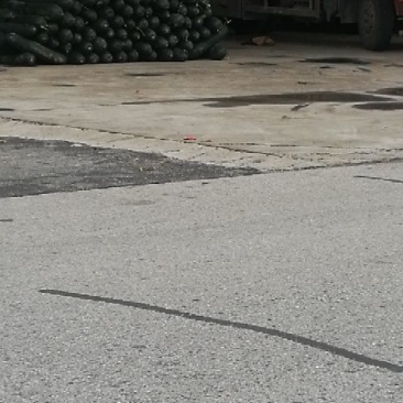 本基地供应大棚黑皮冬瓜、丝瓜、毛豆！