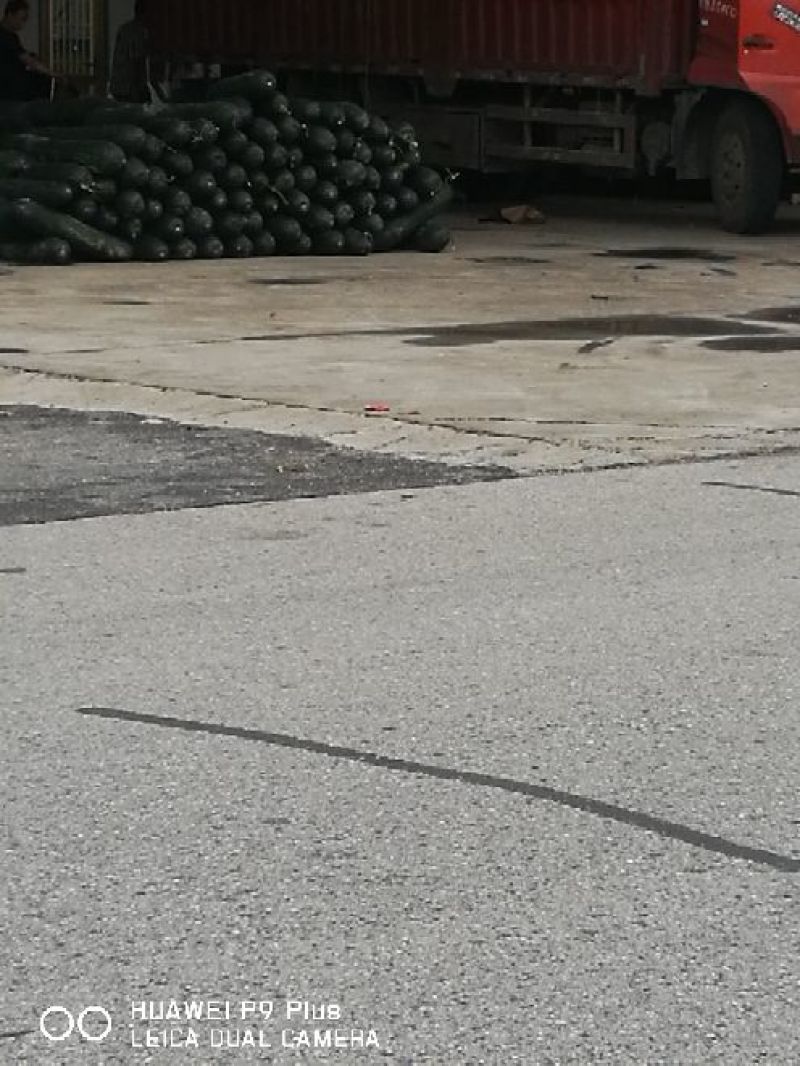 本基地供应大棚黑皮冬瓜、丝瓜、毛豆！