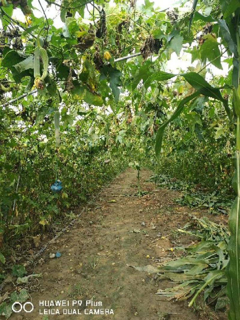 本基地供应大棚黑皮冬瓜、丝瓜、毛豆！