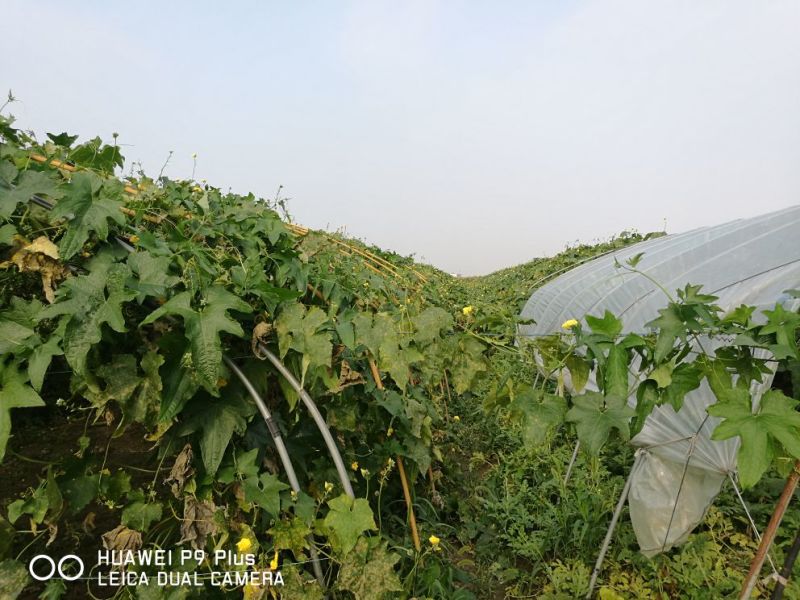 本基地供应大棚黑皮冬瓜、丝瓜、毛豆！