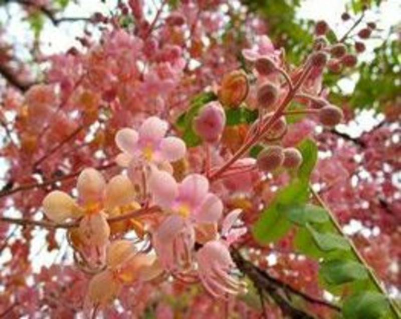 花旗木别名泰国樱花庭院观花绿化树苗美观好养
