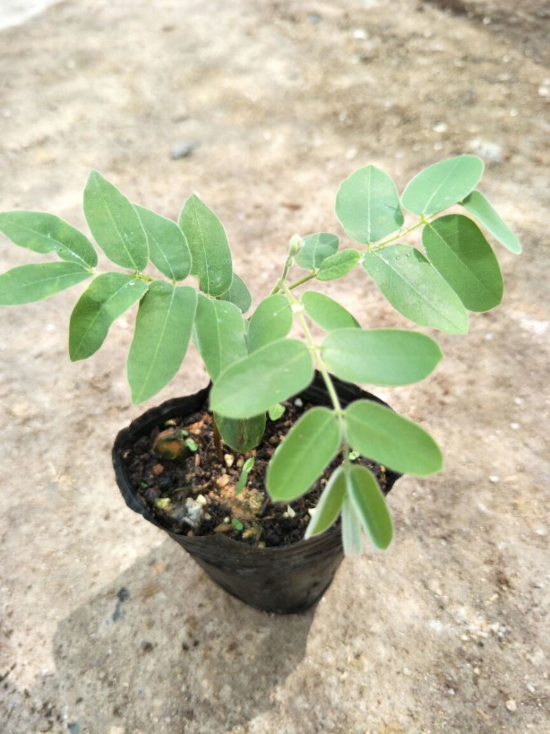 花旗木别名泰国樱花庭院观花绿化树苗美观好养