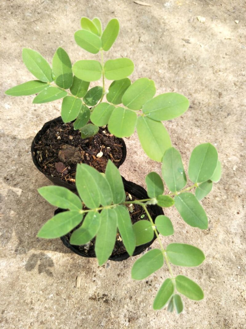 花旗木别名泰国樱花庭院观花绿化树苗美观好养