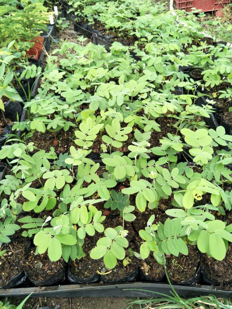 花旗木别名泰国樱花庭院观花绿化树苗美观好养