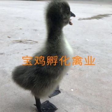 狮头鹅苗0.5斤以下