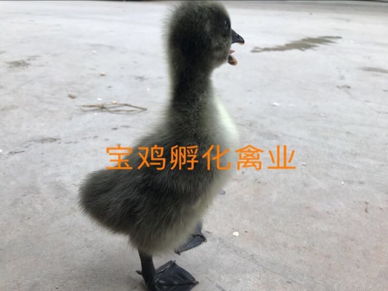 狮头鹅苗0.5斤以下