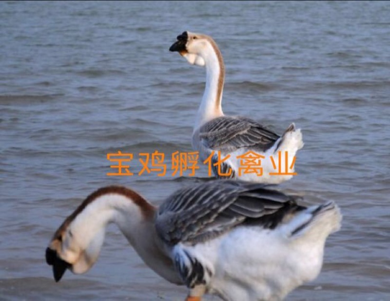狮头鹅苗0.5斤以下