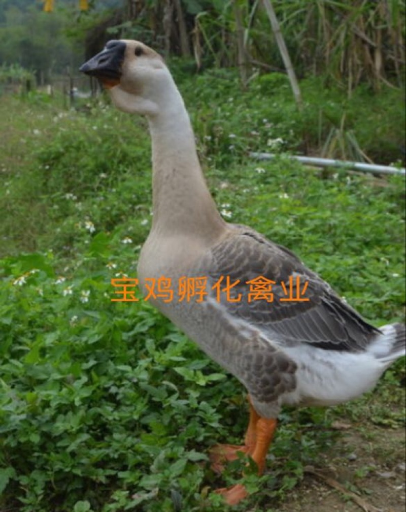 狮头鹅苗0.5斤以下