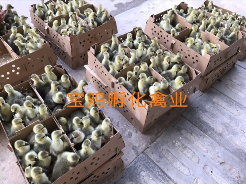 狮头鹅苗0.5斤以下