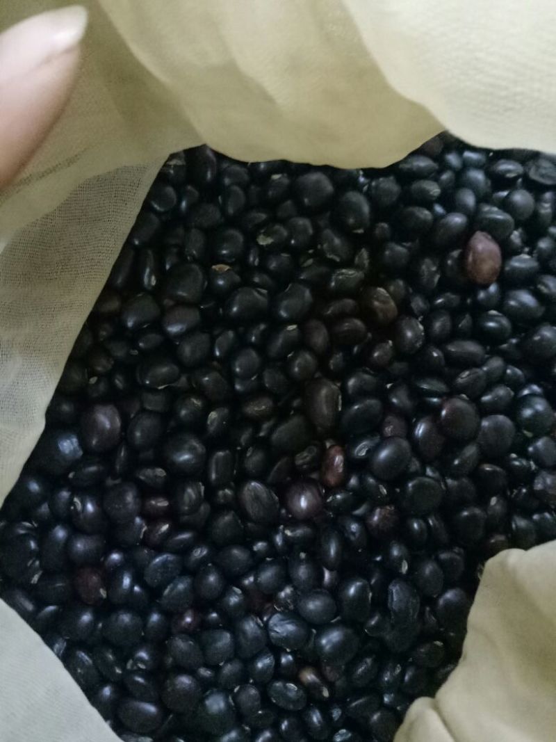 牛大力种子，优选高产品种