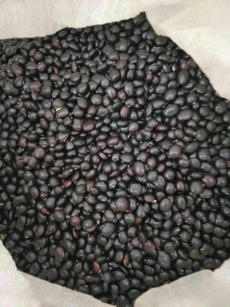 牛大力种子，优选高产品种