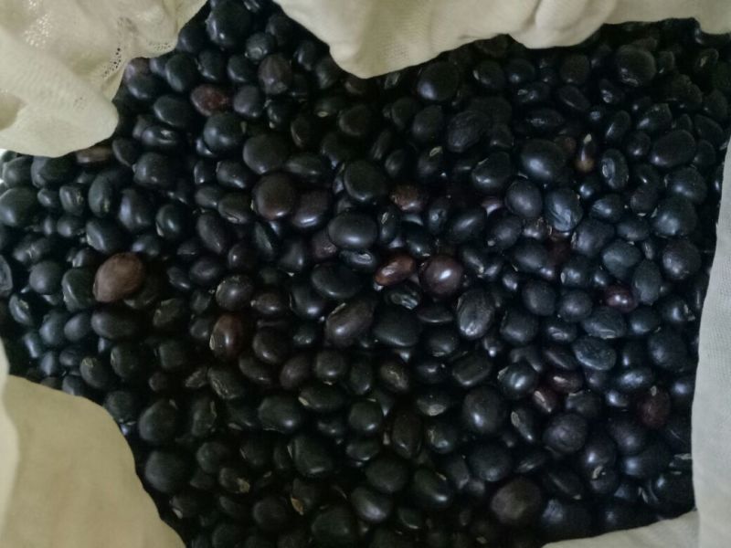牛大力种子，优选高产品种