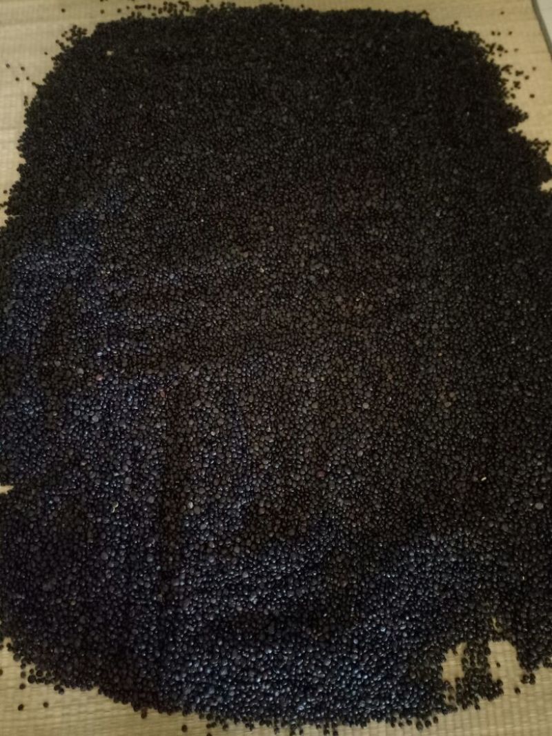 牛大力种子，优选高产品种