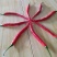 红椒，细长，15～20cm。