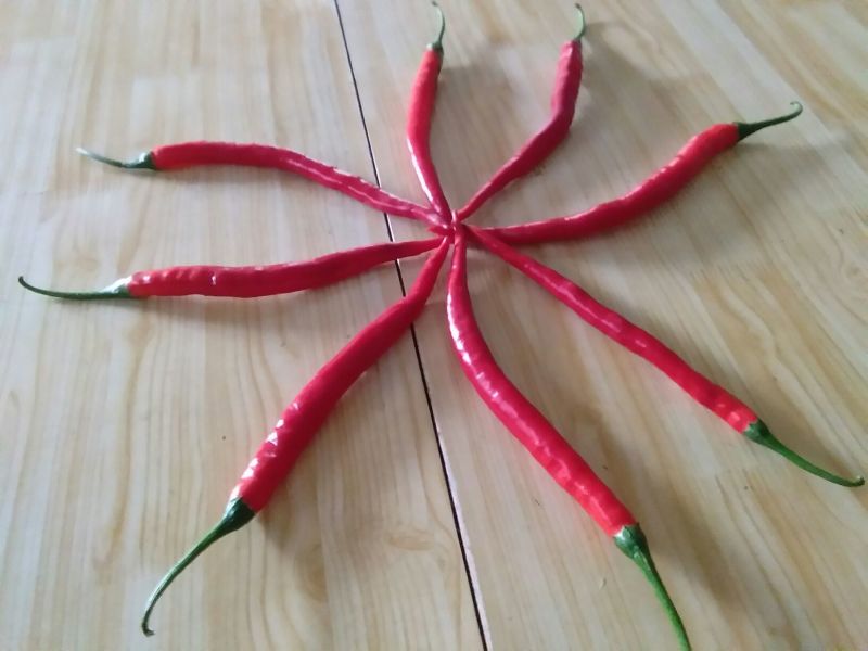 红椒，细长，15～20cm。