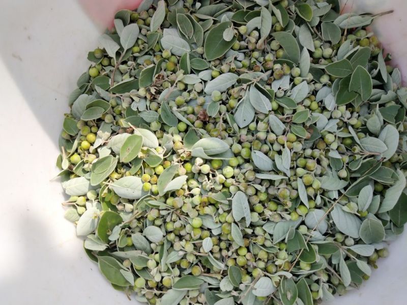 江西单叶蔓荆子种苗刀金子万荆子白背小刀豆